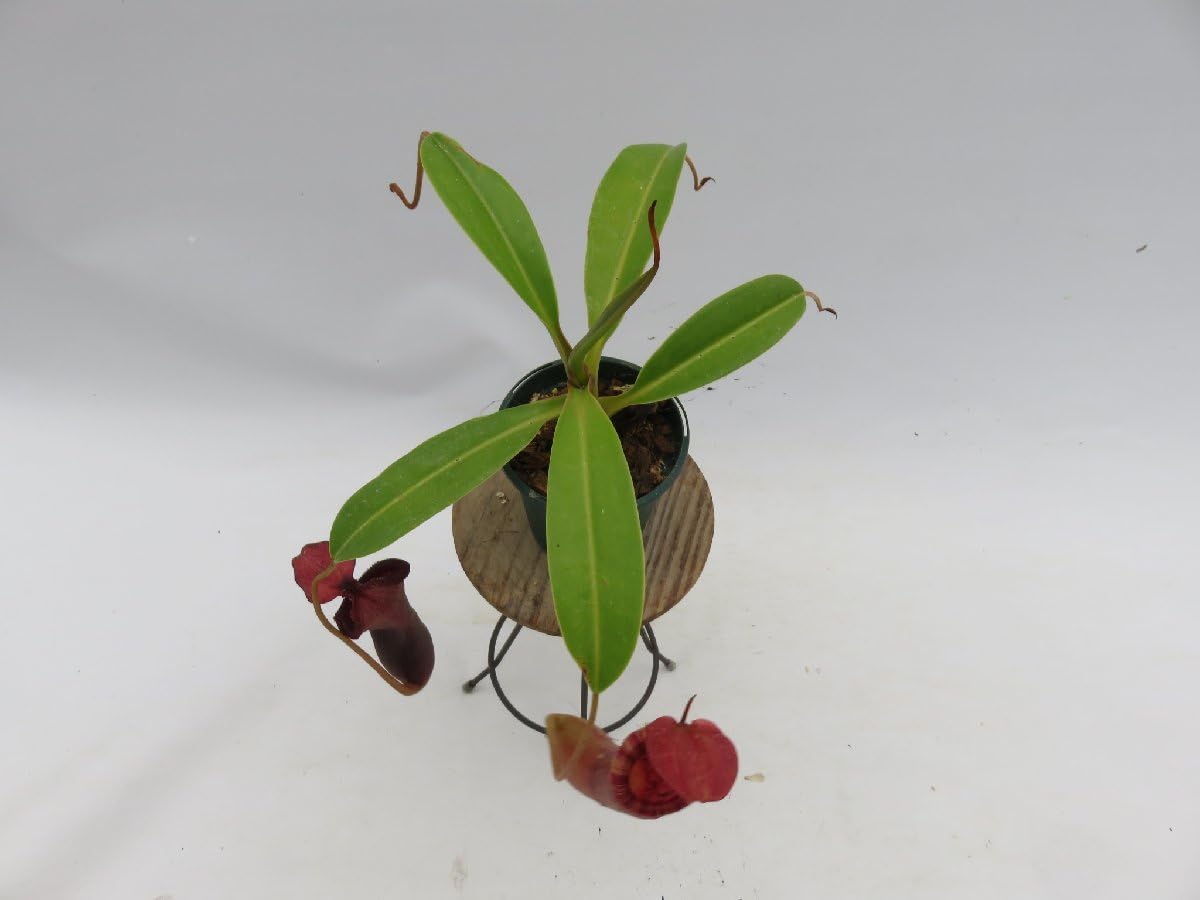 Amazon.co.jp: N.(ventricosa × sibuyanensis) × xTrusmadiensis EPH-4